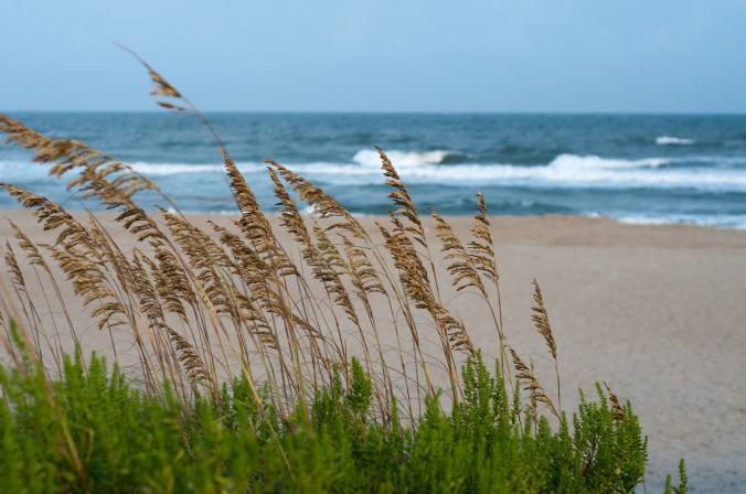 Flickr photo "Sea Oats" by James Lee 